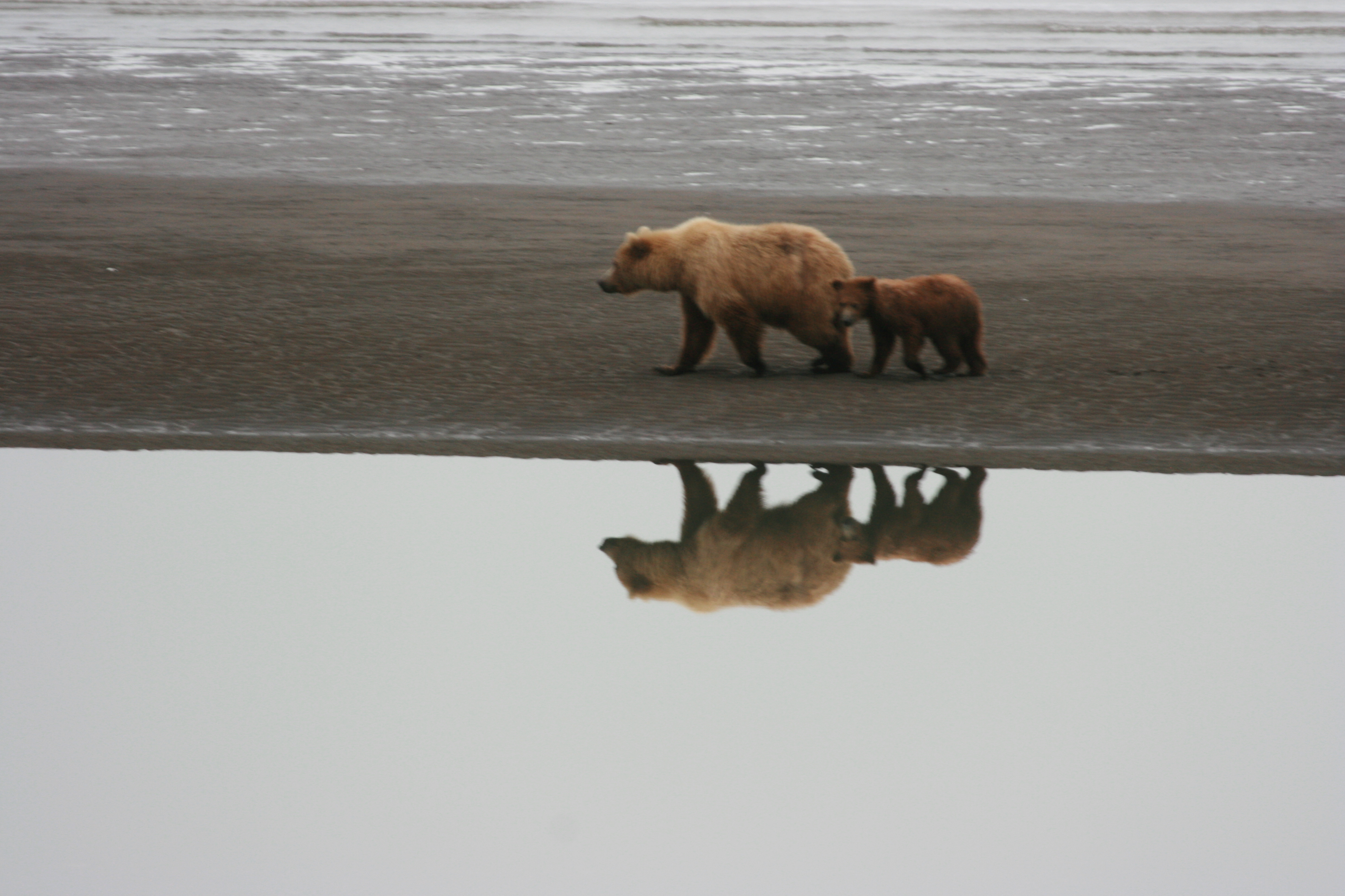 Mom and Cub going next to a tidal pool, in search of clams
