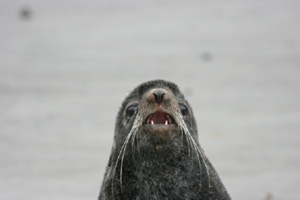 seal