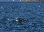 Every now and then you get that perfect moment- the water stirs, you know the whale is close, then the birds fly and the Humpback whale emerges