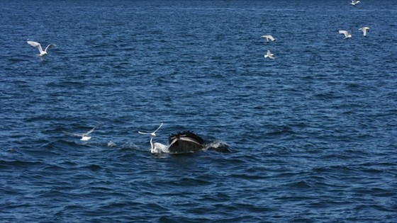 Every now and then you get that perfect moment- the water stirs, you know the whale is close, then the birds fly and the Humpback whale emerges
