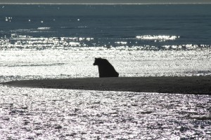 Grizzly of Silver Salmon